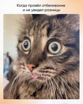 Мем